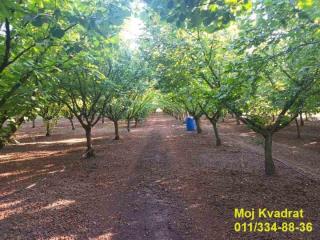 plac   Stara Pazova  -    