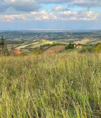 plac   Novi Sad  -    