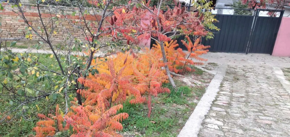  uknjizeni kuće Centar - 35000 evra 